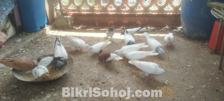 কবুতর বিভিন্ন ধরনের /Pigeon different colors